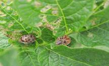 （圖）果樹紅蜘蛛