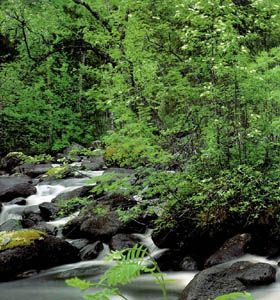 （圖）《春之聲圓舞曲》
