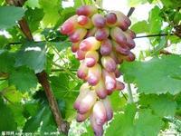 葡萄