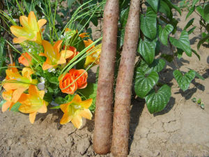 固本養榮湯 固本養榮湯