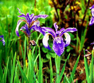 大銳果鳶尾 大銳果鳶尾