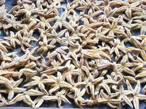 海盤蟲屬 海盤蟲屬