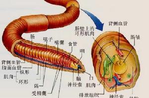 蚯蚓[無脊椎動物]