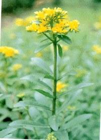 多花景天三七[多花景天三七]