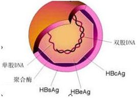 B肝兩對半25陽性 B肝兩對半25陽性
