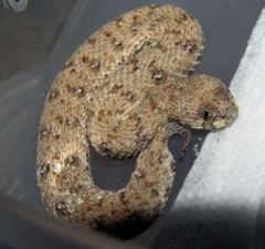 （圖）納米比亞侏膨蝰