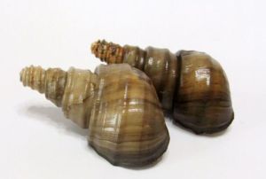 光肋螺獅 光肋螺獅