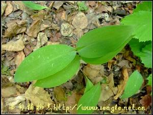 （圖）德國鈴蘭