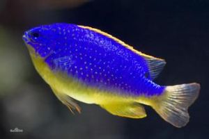 黃翅雀鯛 黃翅雀鯛