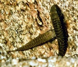 中華原吸鰍 中華原吸鰍