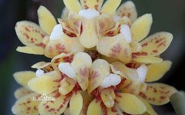 白花鹿角蘭 白花鹿角蘭