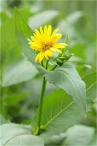 松香草屬 松香草屬