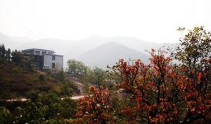 成山萬畝林 成山萬畝林