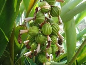 方片砂仁 方片砂仁