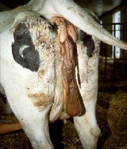 牛胎衣不下 牛胎衣不下