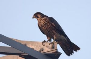 游隼南美亞種 游隼南美亞種