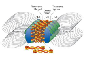 同源篩分 同源篩分