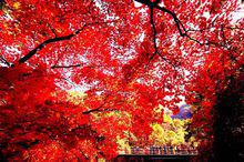 中國楓葉之都——本溪