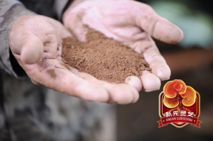 新先破壁靈芝孢子粉膠囊