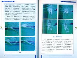 蝶泳技術與練習 蝶泳技術與練習