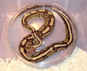 Ball python