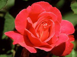 花兒為什麼這樣紅[浙江作家賈祖璋作品]