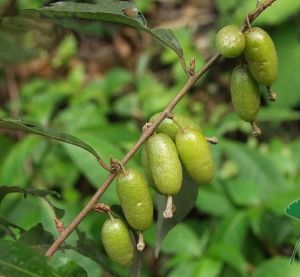宜昌胡頹子 宜昌胡頹子