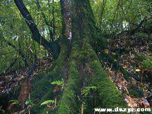 老君山[四川宜賓屏山老君山]