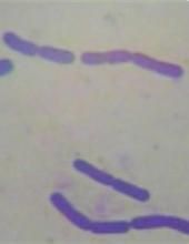 長孢淡紫灰鏈黴菌 長孢淡紫灰鏈黴菌
