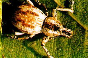 大灰象甲 大灰象甲