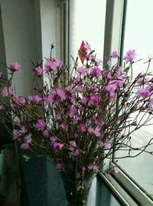 乾枝杜鵑 乾枝杜鵑