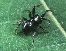 角腹艾蛛 角腹艾蛛