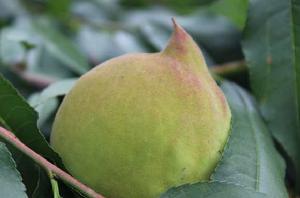 連平鷹嘴蜜桃 連平鷹嘴蜜桃