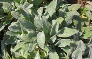 毛水蘇(原變種) 毛水蘇(原變種)