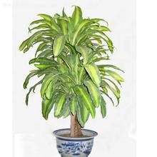 青葉枊紋鐵 青葉枊紋鐵