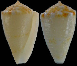 哈文芋螺 哈文芋螺