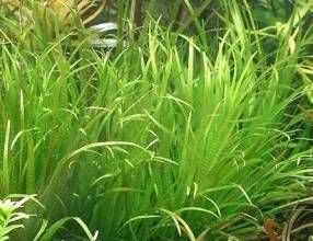 斑紋窗紋藻 斑紋窗紋藻