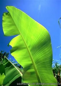 芭蕉葉 芭蕉葉
