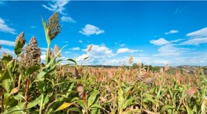 特用作物教育專業