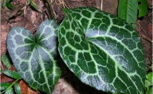 白斑細辛 白斑細辛