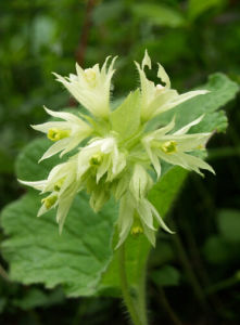 密裂報春 密裂報春