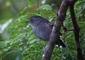 納氏蟻鵙 納氏蟻鵙
