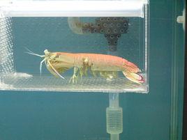 日本齒蝦蛄 日本齒蝦蛄