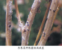 冬寒菜菌核病