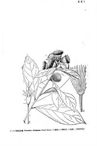 廣西斑鳩菊