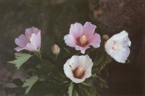 光籽木槿 光籽木槿