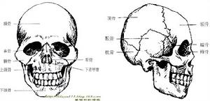頭部骨骼解剖圖