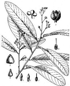 白葉瓜馥木 白葉瓜馥木