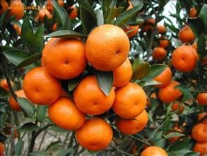 龍門年桔 龍門年桔