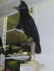 亞馬遜傘鳥 亞馬遜傘鳥